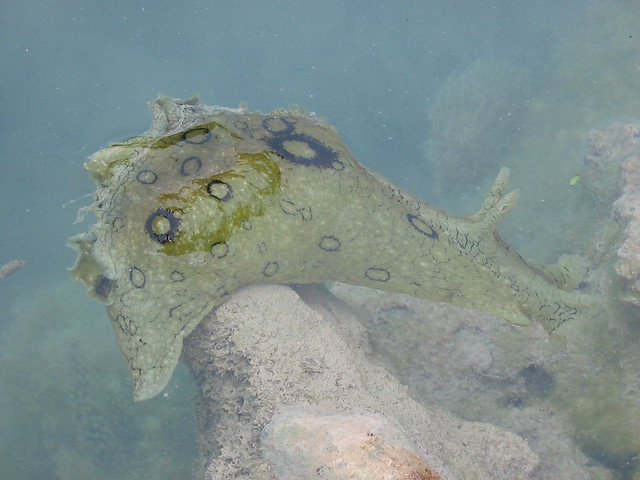 Giant Sea Slug | Flickr - Photo Sharing!