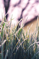 Frozen grass - Photo of Saint-Jouin-de-Milly