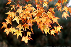 golden autumn leaves    MG 4552 