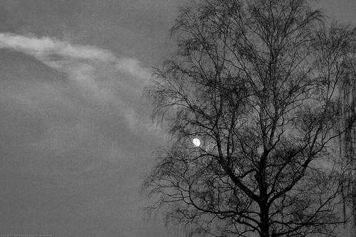 bw moon tree branches diamond