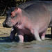 Hippopotamus amphibius - Photo (c) Vince Smith, algunos derechos reservados (CC BY)