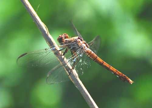insect dragonfly nm 2007 skimmer roseateskimmer orthemisferruginea orthemis leaco