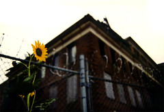 Sunflower, Jefferson Davis Hospital, Houston, TX