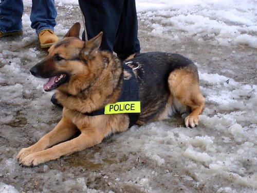 Police Dog 2