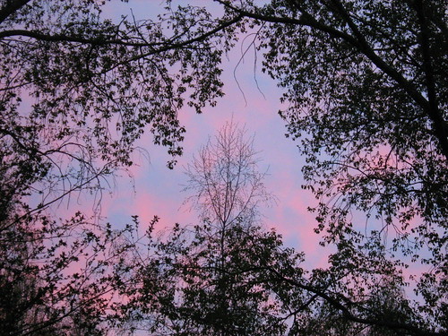 pink blue sky sun tree clouds sunrise purple branches