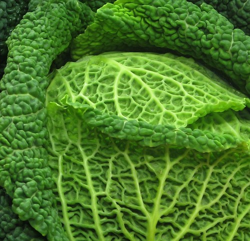 Cabbage - the single subject photo allows an in-depth study of the subject