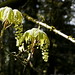 new leaves on the maple tree in spring    MG 1207