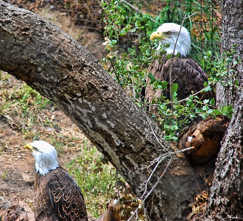 tree bald explore eagles santabarbarazoo sigma18200 nikond80
