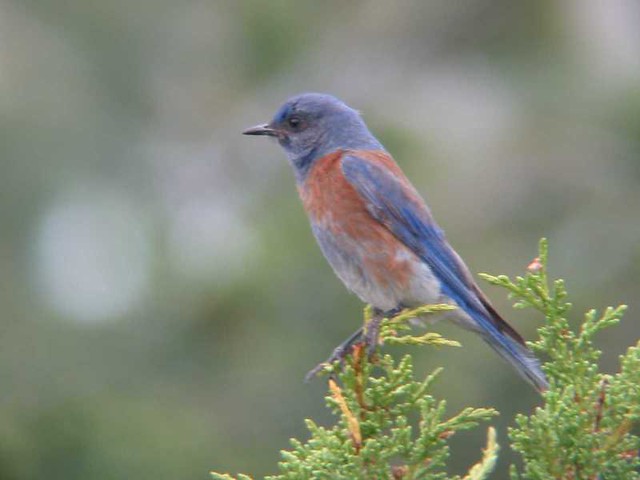 Western Bluebird Male