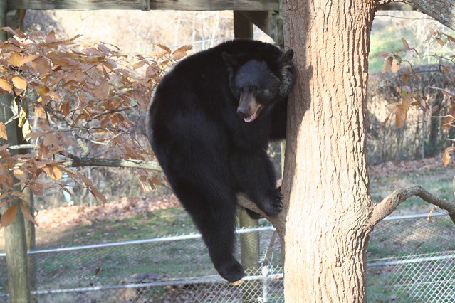 bear up