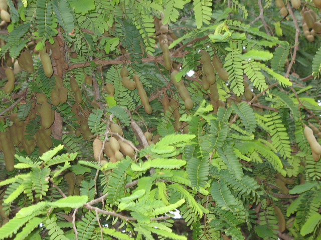 Sampaloc (tamarind) tree at Smith's Tropical Paradise | Flickr - Photo ...