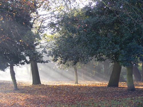 park city blue autumn trees light plants sun tree fall grass misty sunrise golden sunny east e shade hull dappled
