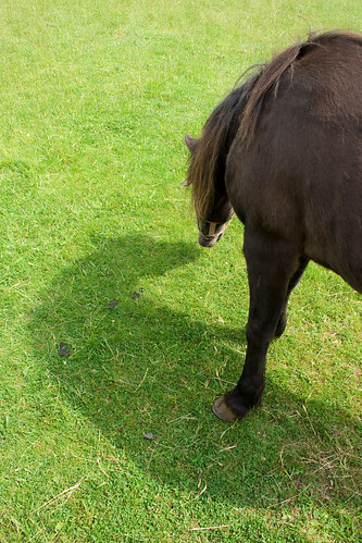 horse grass nose farm eat pony ima
