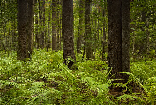 trees plants forest woods ferns