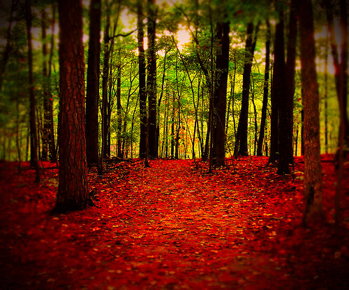 trees light red green nature forest landscape woods floor northcarolina raleigh trail vignette chrysti umsteadstatepark