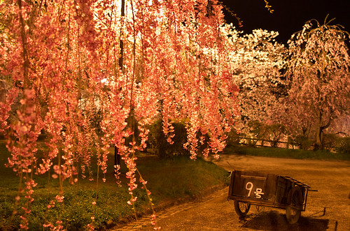 park flower japan night cherry pentax aomori 桜 sakura lightup hirosaki k5 hirosakipark ライトアップ 弘前公園 八重紅枝垂 smcpfa31mmf18 hirosakijo