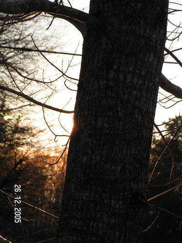 sunset tree testshot
