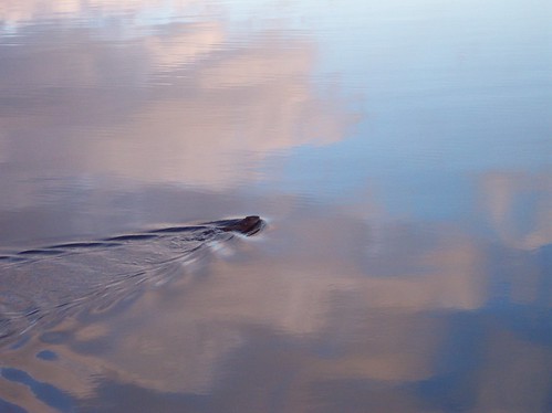thanksgiving sunset lake water wisconin crivitz lakenoquebay
