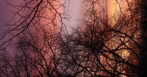 york trees winter sky art clouds sunrises
