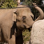 San Diego Zoo 098
