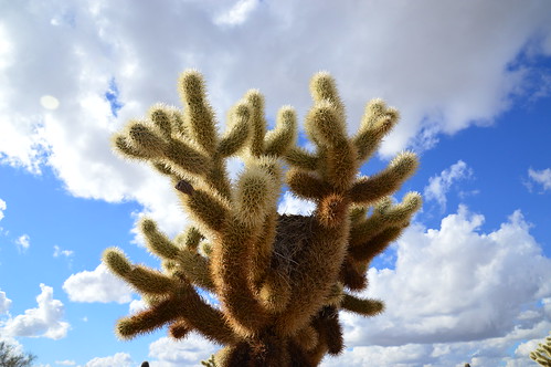 scottsdale az arizona fountain hills fountainpark vacation winter dec december xmas christmas 2016 southwest nature cactus cacti blue skies clouds floral flowers lake lakes landscape west