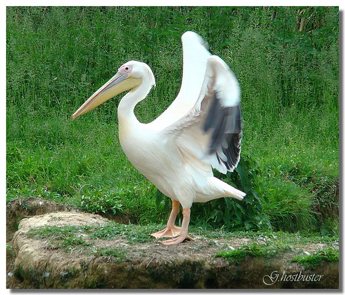 bird pelican uccello ghostbuster pellicano vosplusbellesphotos gigi49