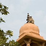 Hanuman langur Semnopithecus entellus