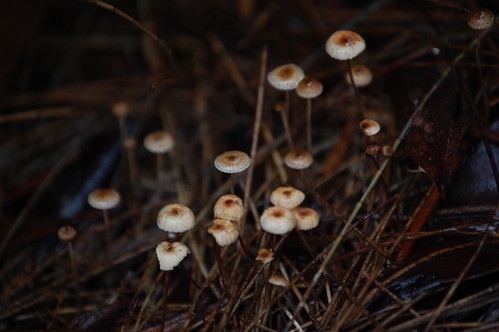 plants mushroom landscape