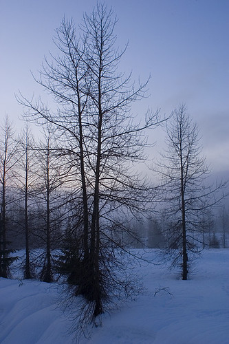 winter snow tree sunrise washington snoqualmiepass