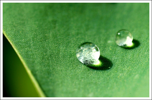 detail macro green nature water leaf drops spring bokeh drop tulip minimalism platinumheartaward fotocompetition fotocompetitionbronze