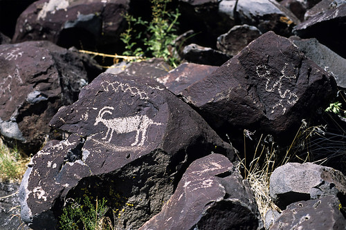 sheep nevada petroglyph rockart petroglyphs lagomarsino