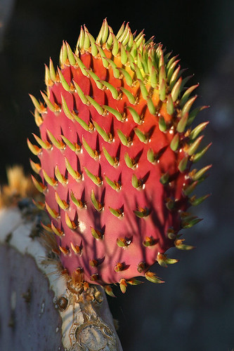 red arizona cactus macro nature closeup cacti flickr purple az gilbert newgrowth azdew