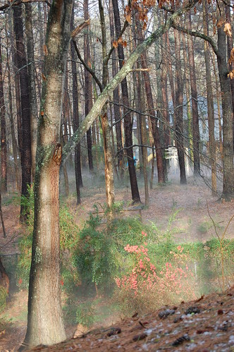 trees mist hail woods