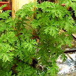 Pelargonium citrosum