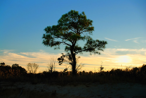 sunset beach pine landscape vivid maryland historic elms