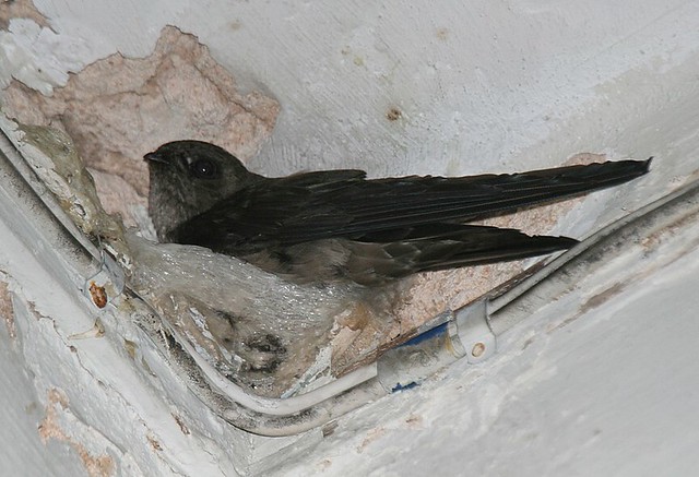 Edible-nest swiftlet, Collocalia fuciphaga