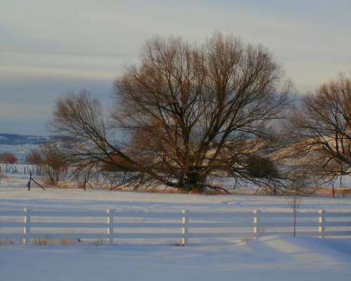 snow tree rural sunrise fence farmland january2008