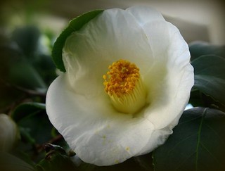 Camellia japonica.