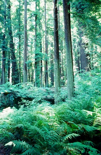 redwoods northern avenueofgiants