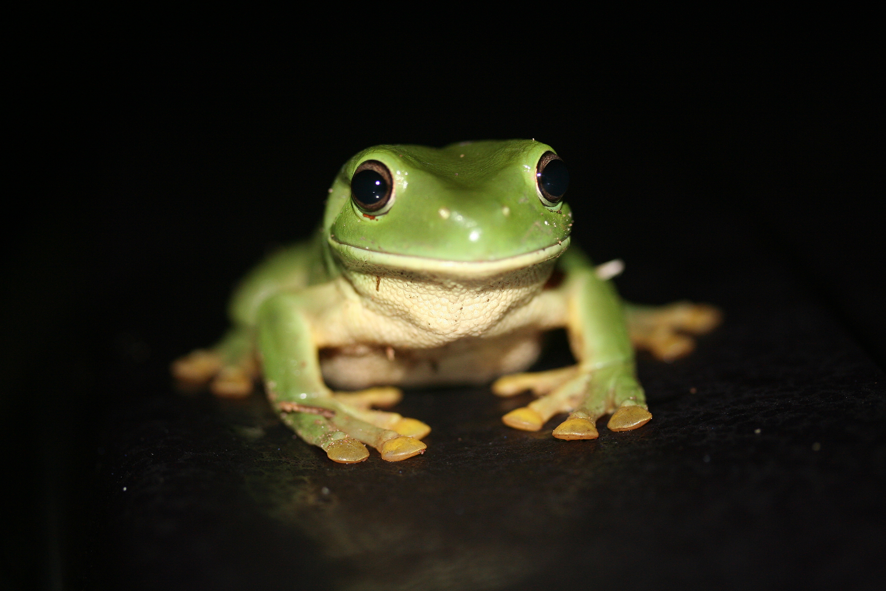 green tree frog by rito singleton