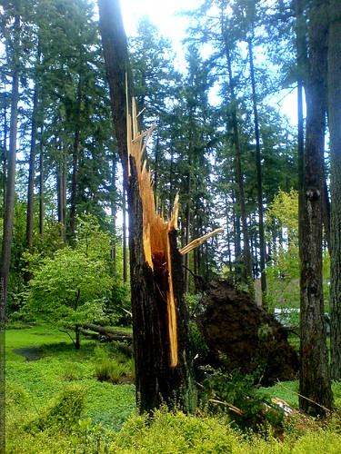 fallen tree in the yard of a home for sale   DSC02888