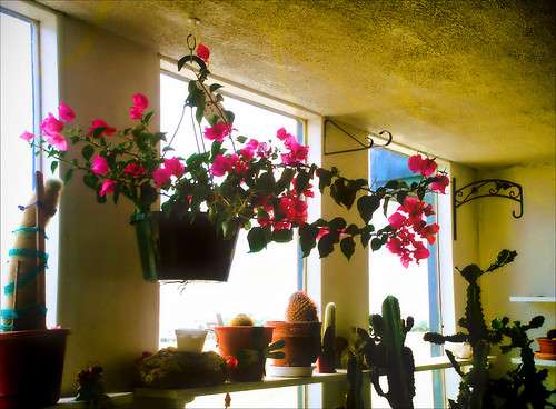 pink flowers wallpaper cactus plant cacti landscape warm tan greenhouse bloom succulents blooming blogrodent richtatum