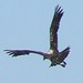 juvenile eagle