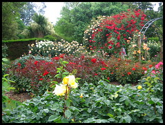 Rose garden in the Christchurch botanic gardens