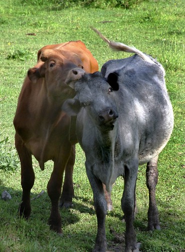 new friends england cows farm massachusetts bovine belchertown