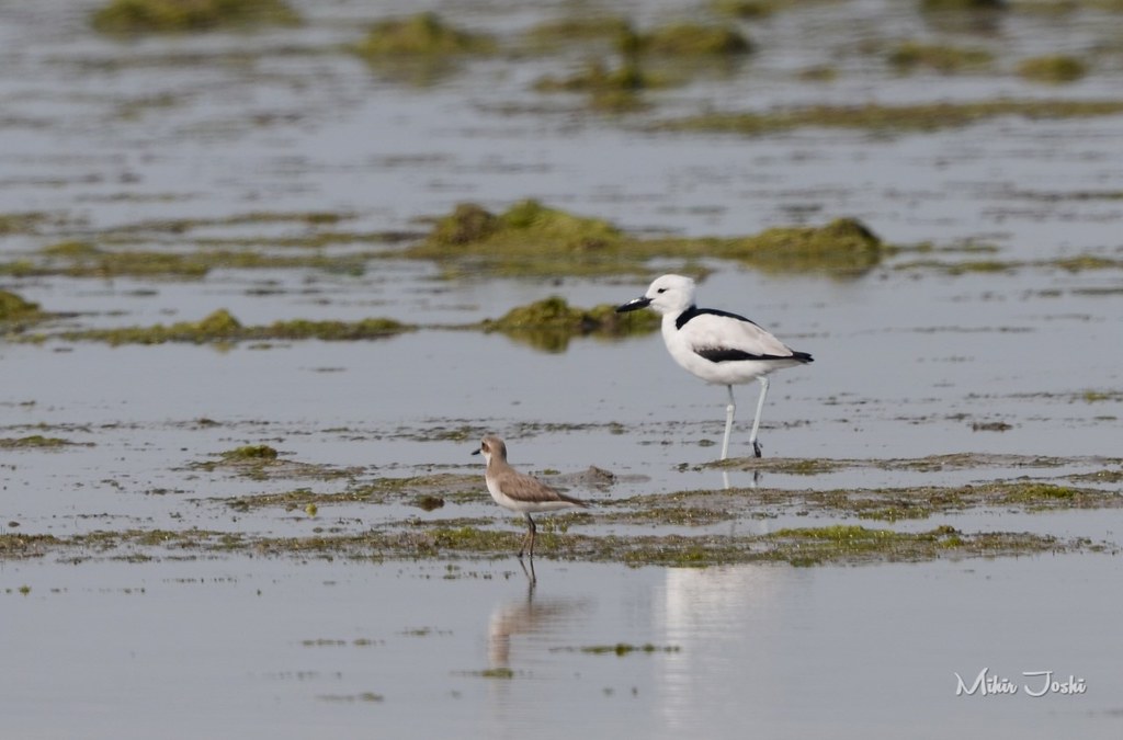 Greater Sand Plover and Crab Plover