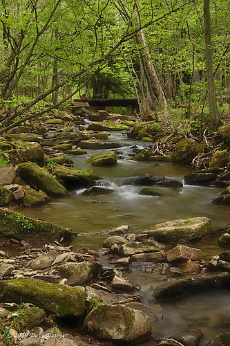 trees water forest moss spring rocks stream pennsylvania pa mckean coffeyrun
