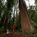 sequoia and rachel walking through the heritage grove    MG 7945