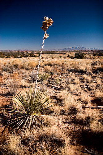 plant newmexico desert wilderness yucca ojito blm sandias img6165 dcumminsusa ojitowilderness dcummins flickrslegend