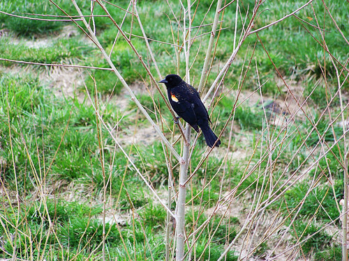 birds blackbird